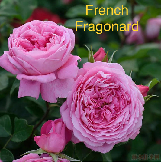 French Fragonard