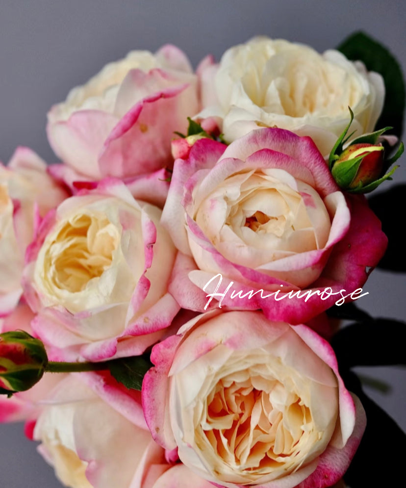 Mon Amour Japanese rose