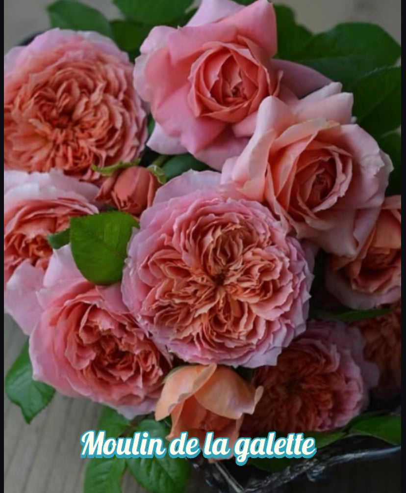 Moulin de la galette rose