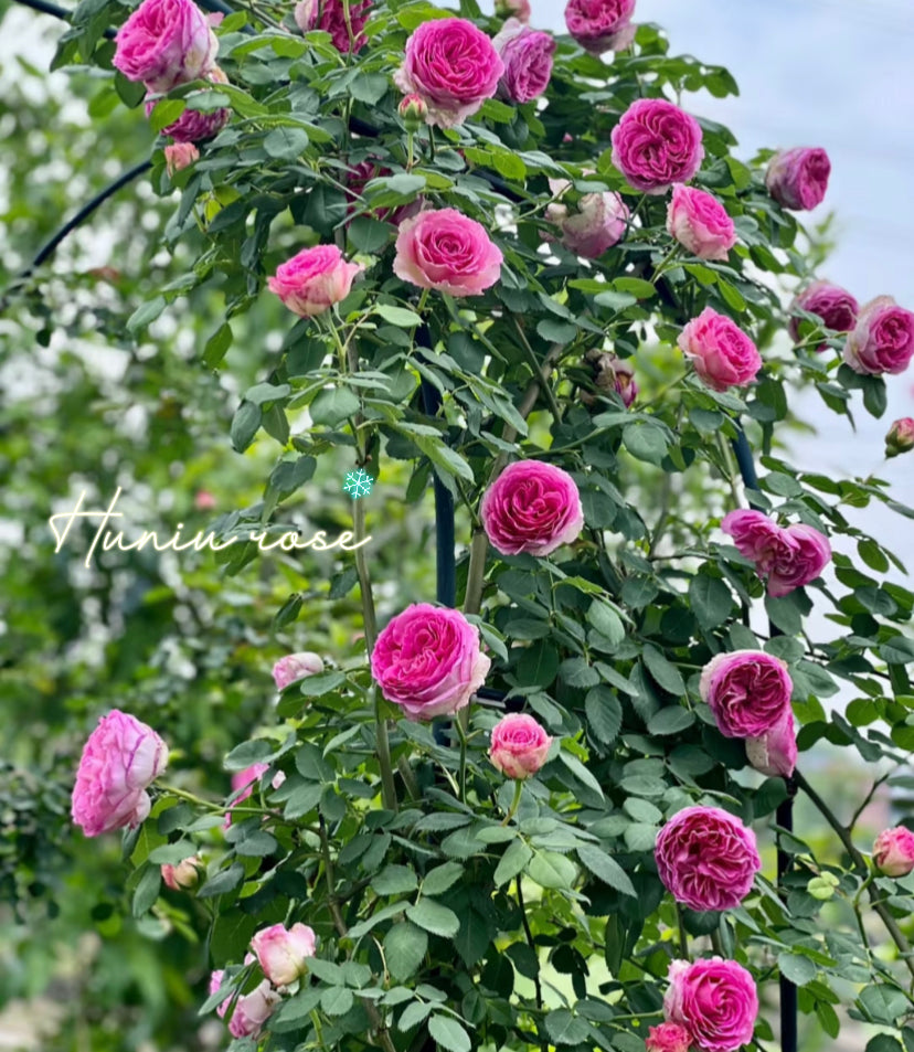 Silk garments thornless climbing rose
