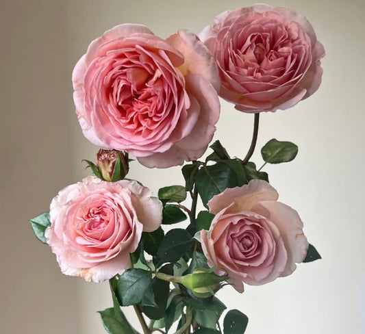 Abraham Darby David Austin rose