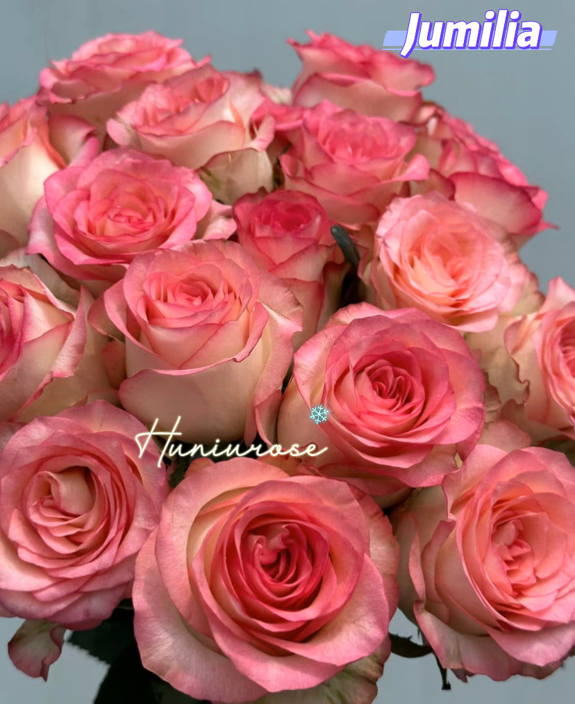 Jumilia cutting rose
