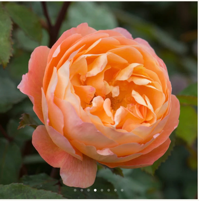 English rose  plant Lady Emma Hamilton