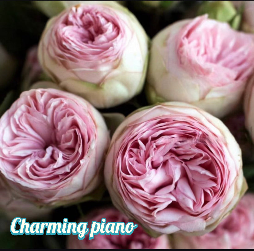 Charming piano Germany Tantau
