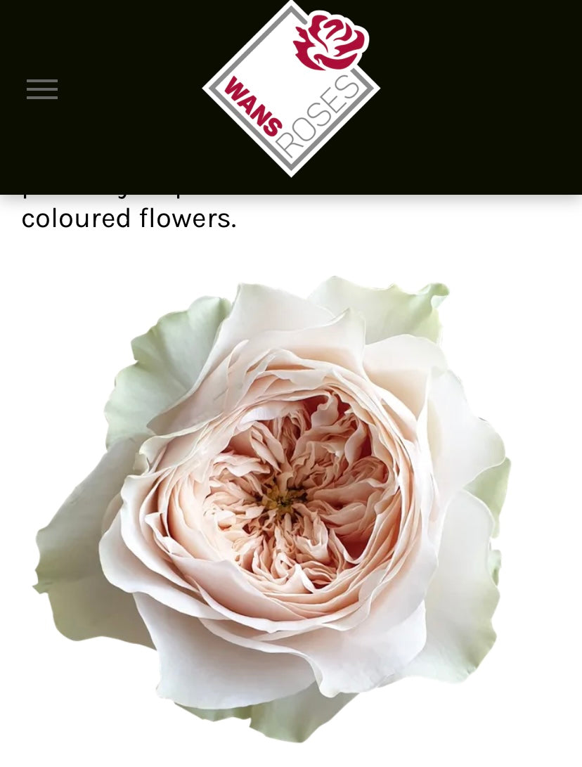 Wans cutting rose shade of Beige