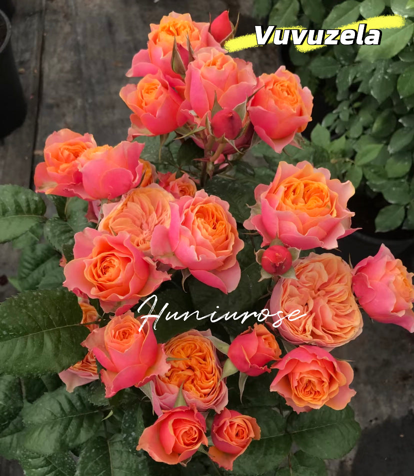 Vuvuzela cutting rose