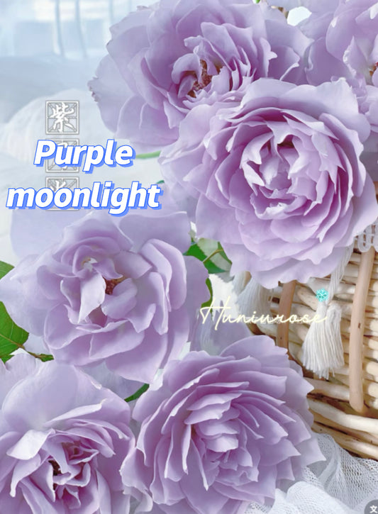 Purple moonlight  Asia rose