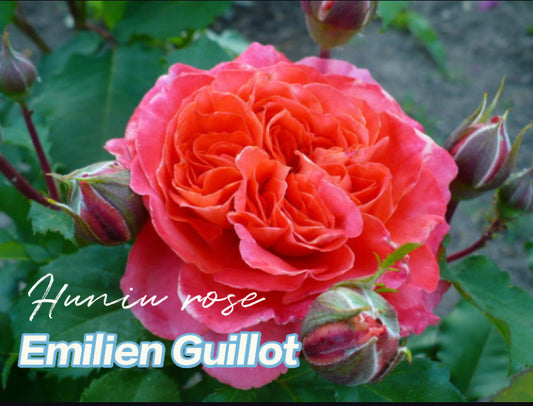 Emilien Guillot rose French Dominique Massad