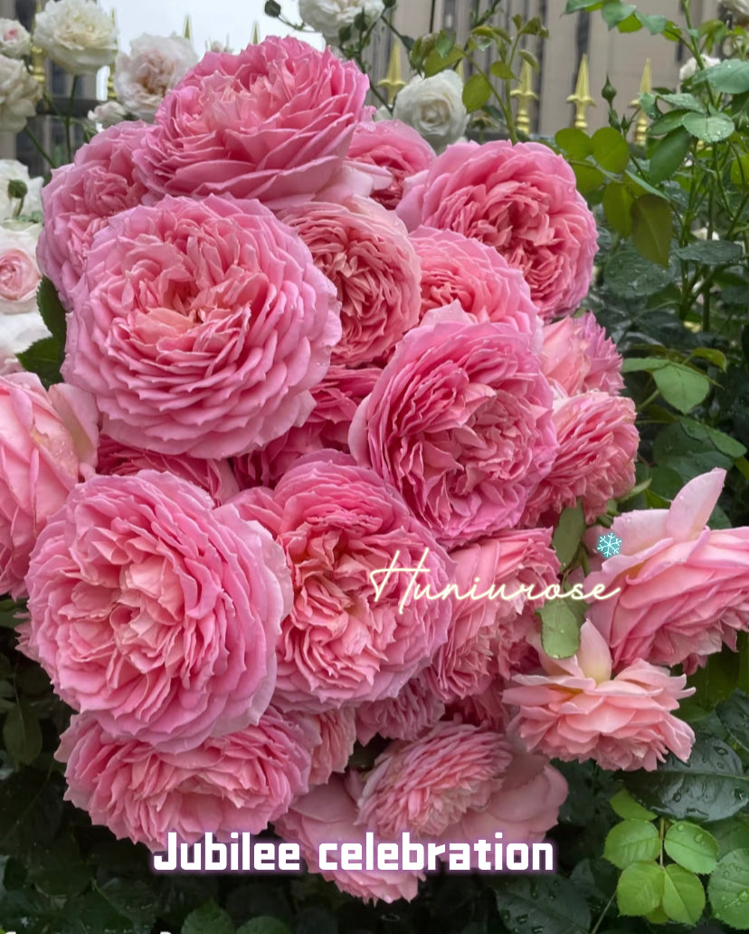 David Austin rose Jubilee celebrations