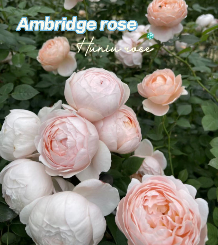Ambridge Rose David Austin