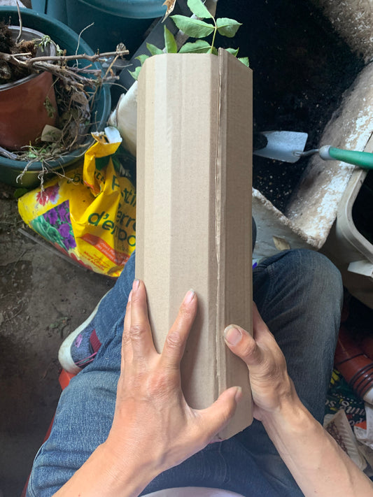 How to shipping your rose