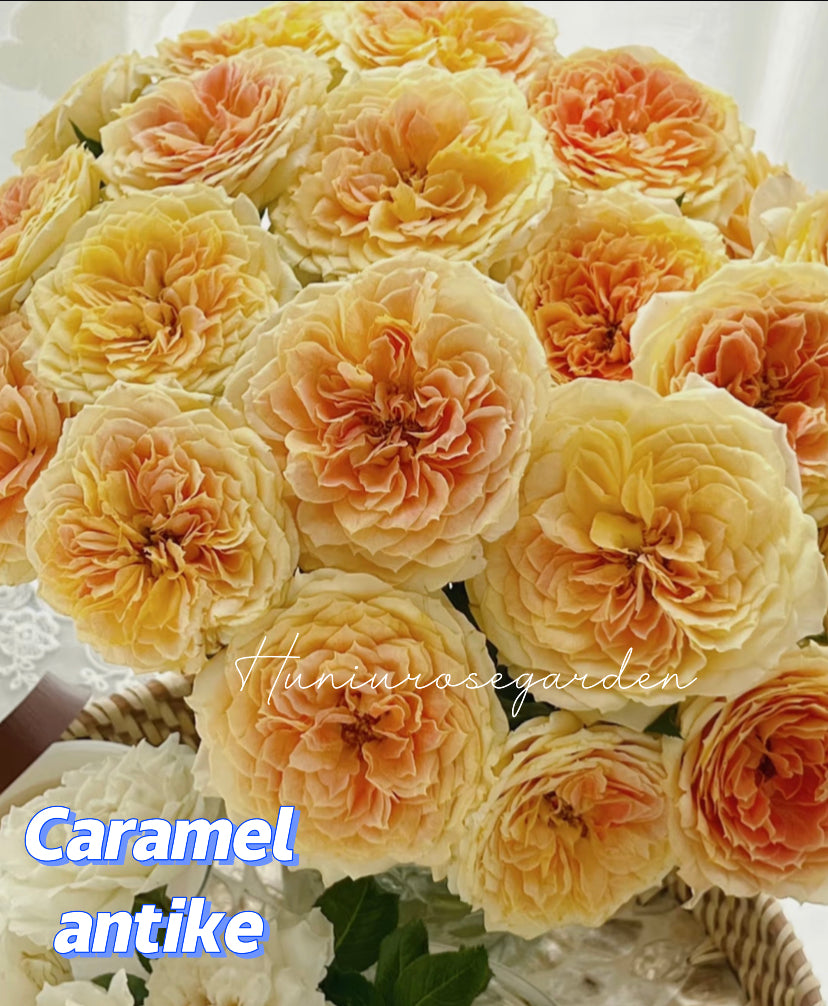 Caramel antike cutting rose
