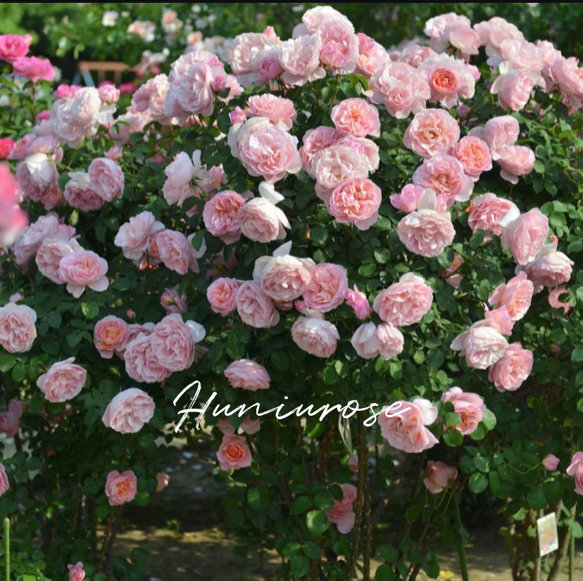 Dames de Chenonceau strong fragrance climbing rose