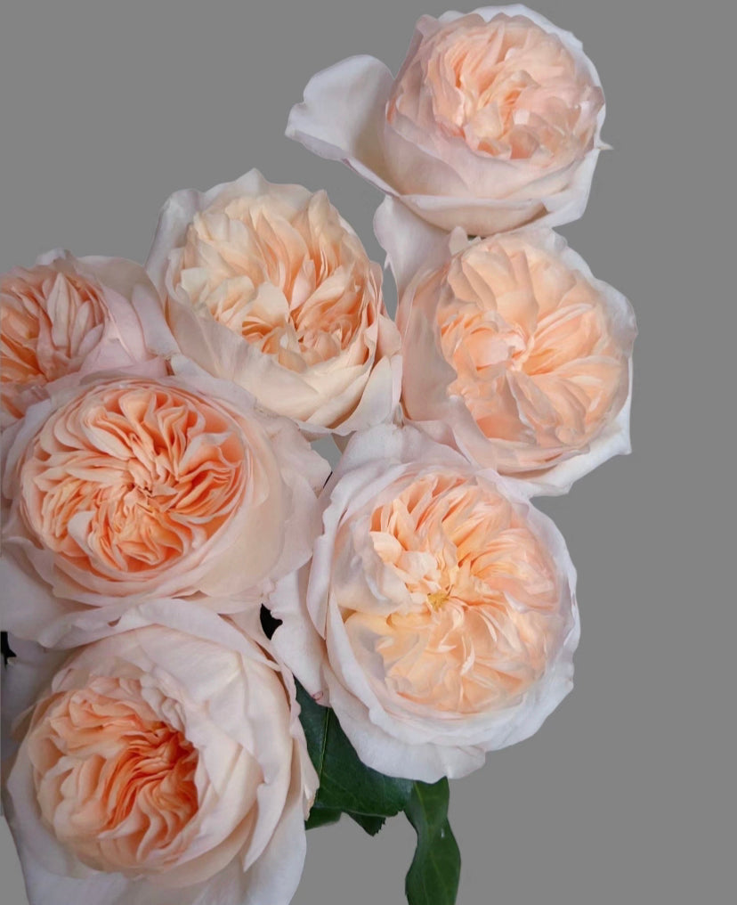 Wedding cutting rose Bessie DA