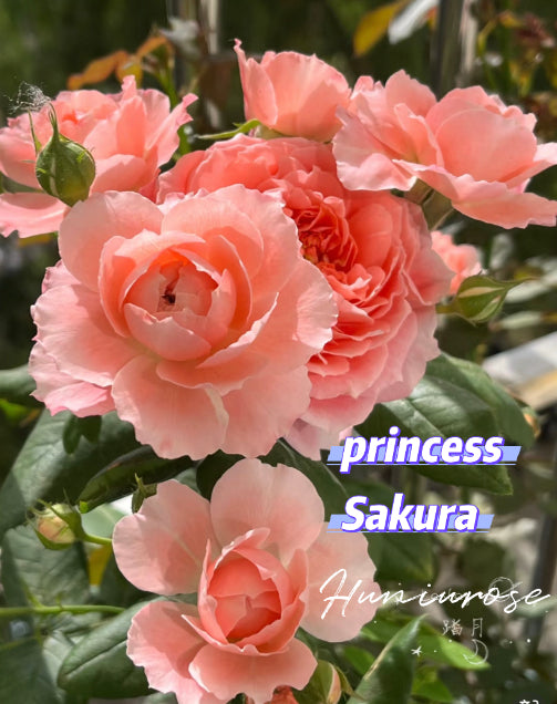 Princess Sakure Japanes rose