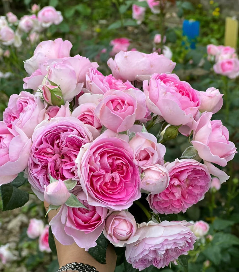 Japanese rose Mon coeur