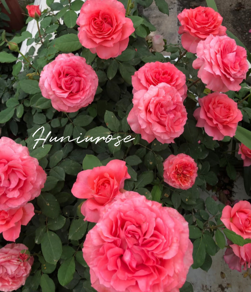 Corail gelee Japanese rose