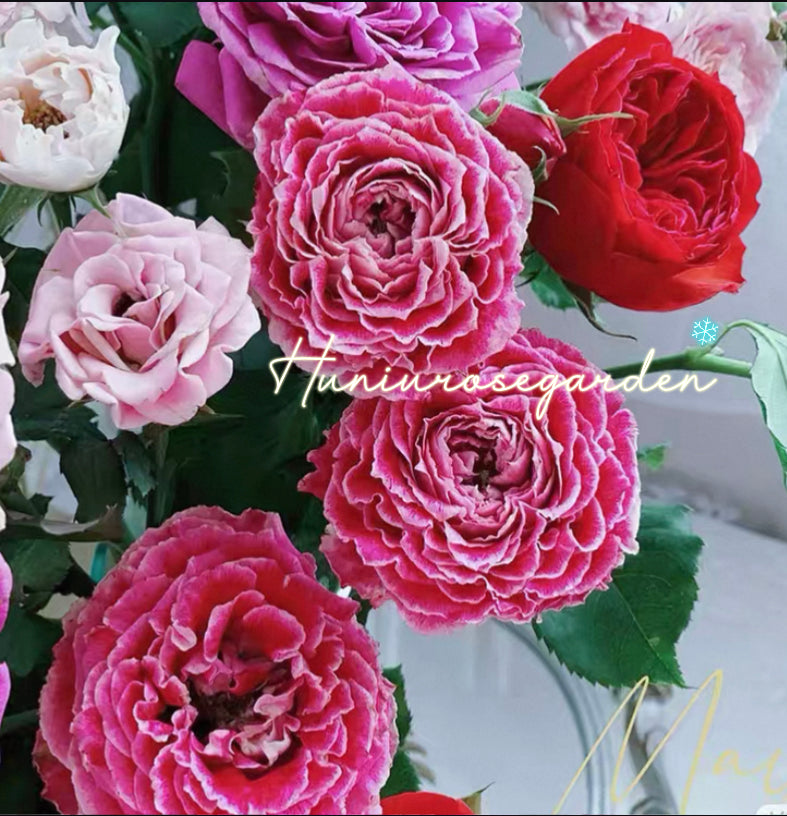 Piccadilly Circus cutting rose