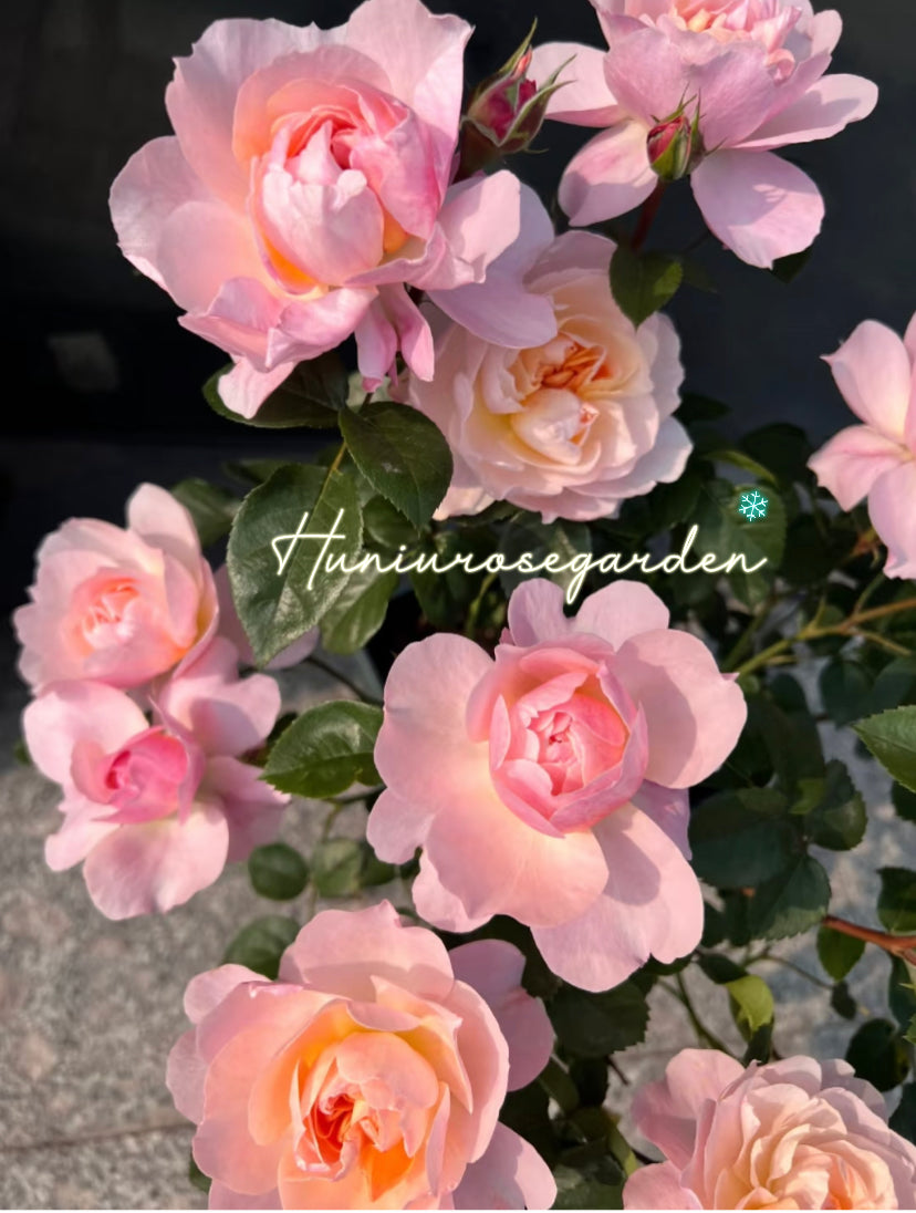 Yinyinfeng Asia rose