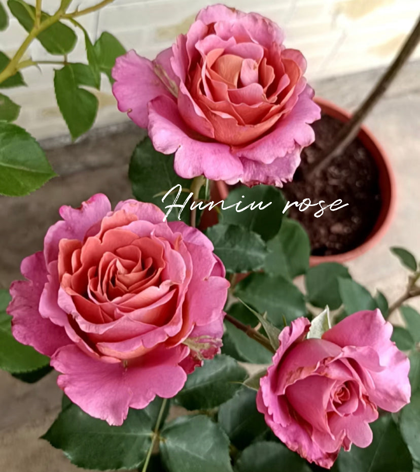 Drape  Japanese rose