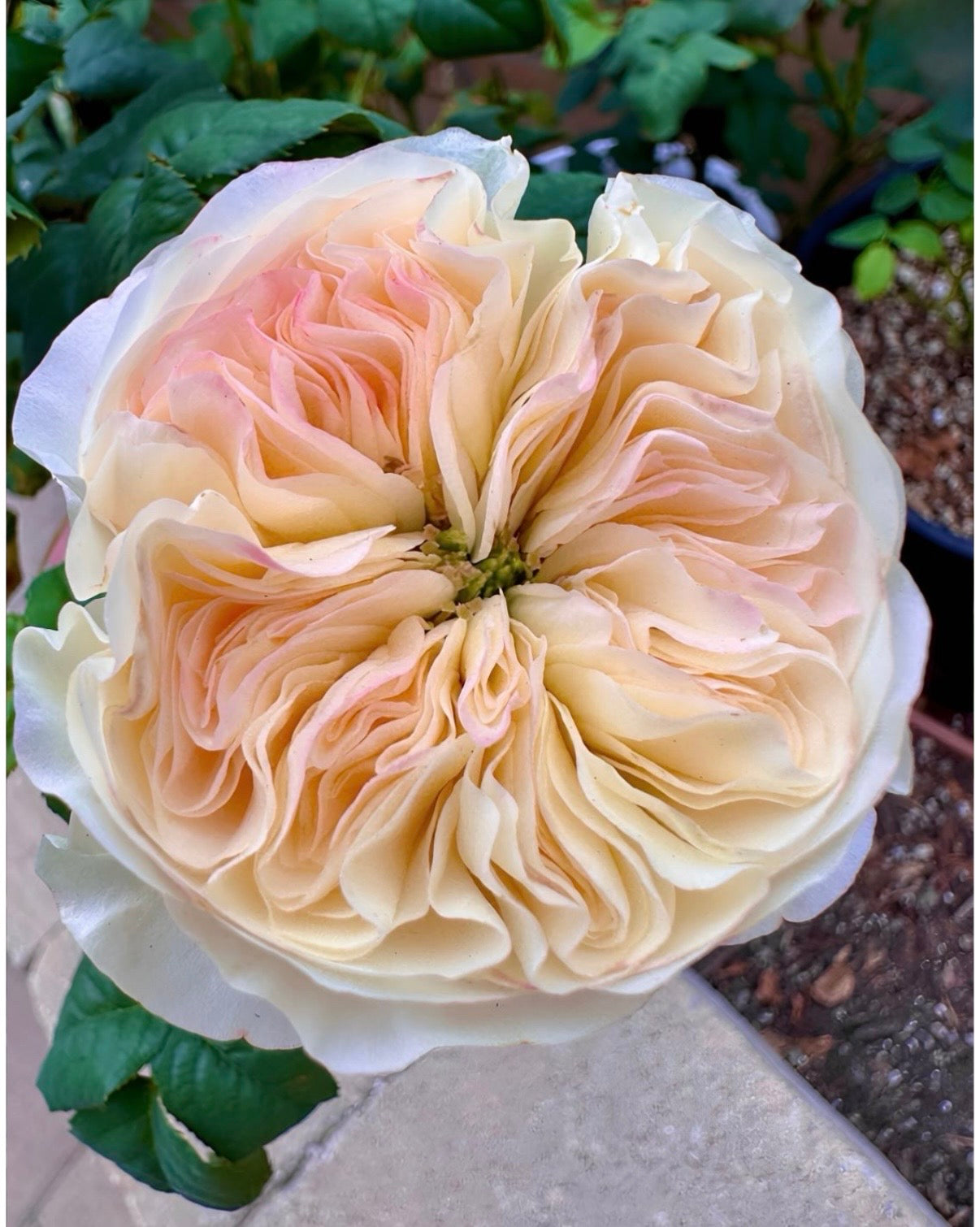 Tinker bell Dutch cutting rose