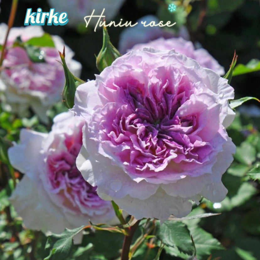 Kirke Japanese rose