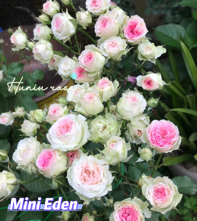 Mini Eden rose