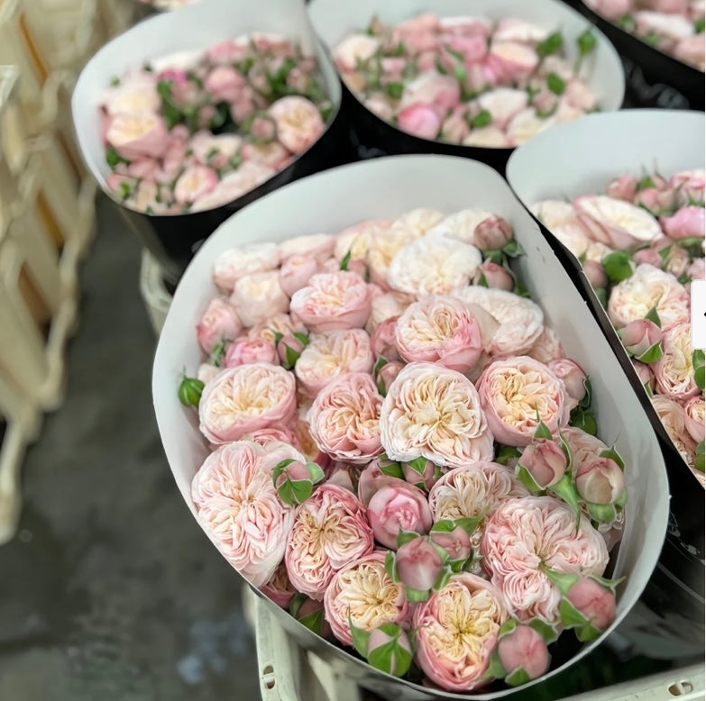 New,VP cutting rose Royal Blush皇家腮红