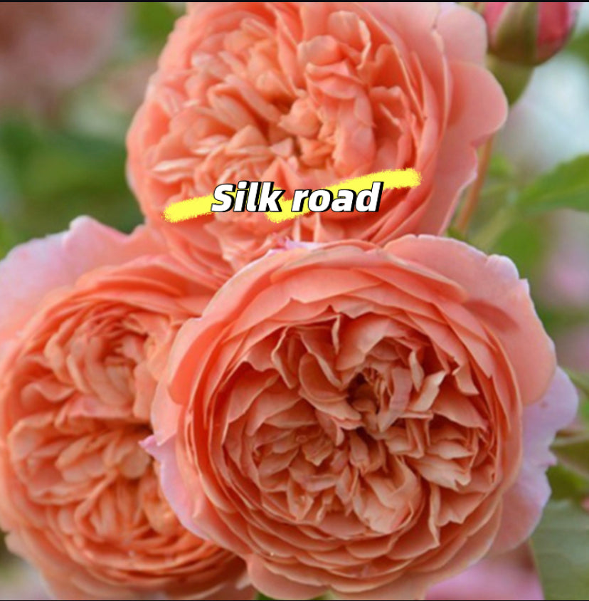 Silk Road Japanese rose
