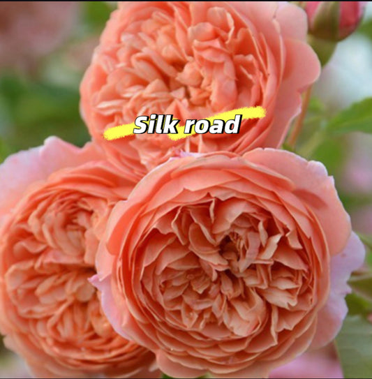 Silk Road Japanese rose