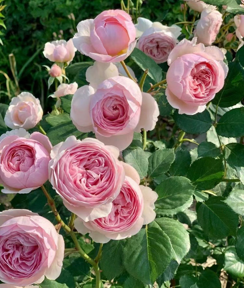Geoff Hamilton David Austin rose
