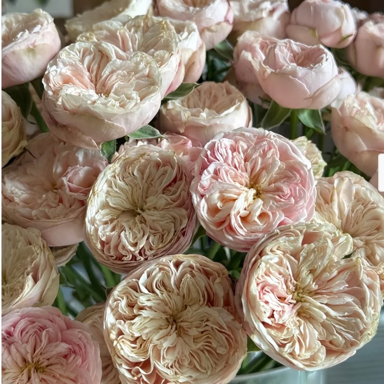 New,VP cutting rose Royal Blush皇家腮红