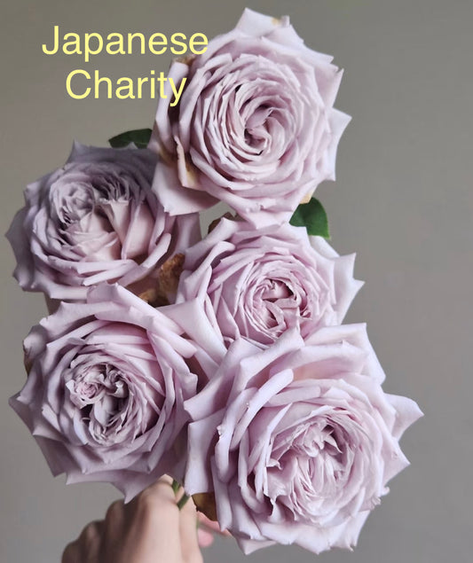 Japanese Charity Towa,Japanese rose