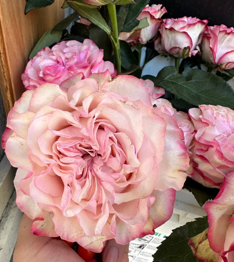 Country Candy cutting rose