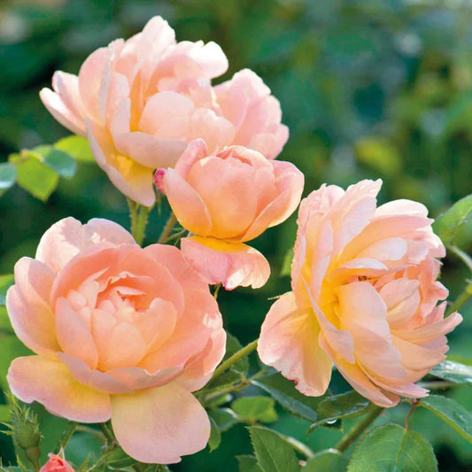 David Austin The Lark Ascending rose