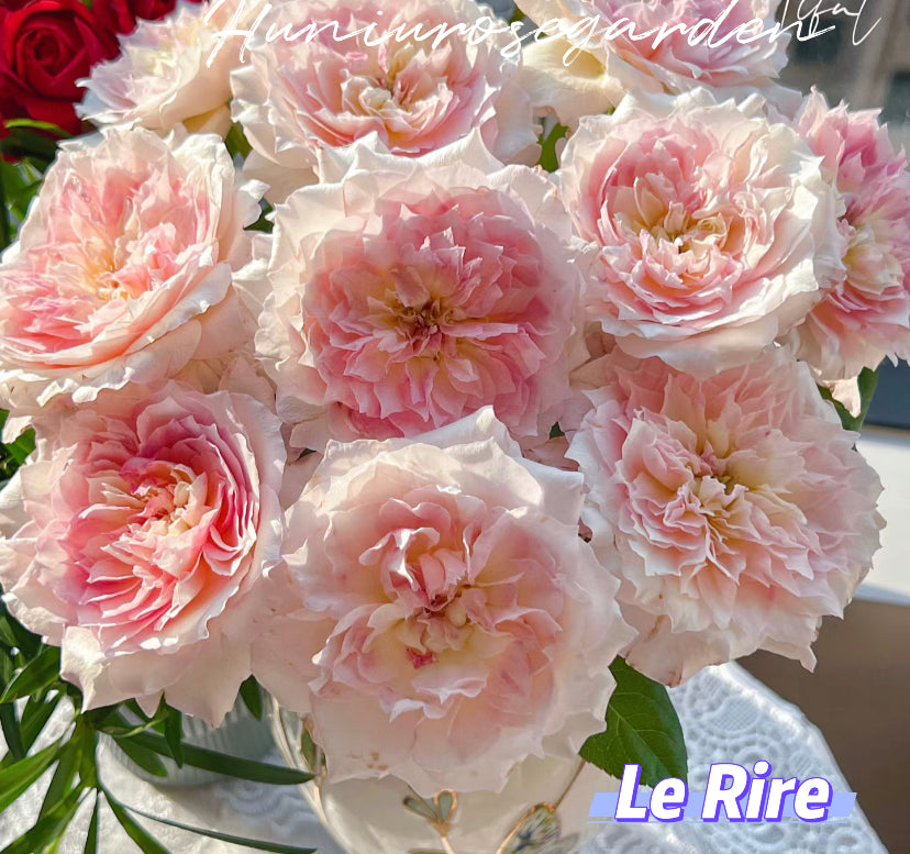 Le Rire Japanese rose strong fragrance