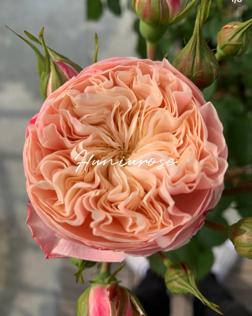 Victory’s classic cutting rose