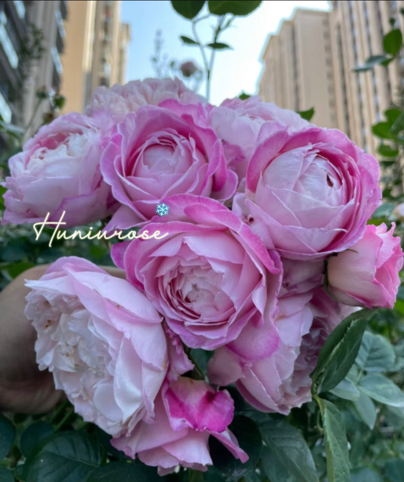 2024 new Xinyuanxueqing Asia rose