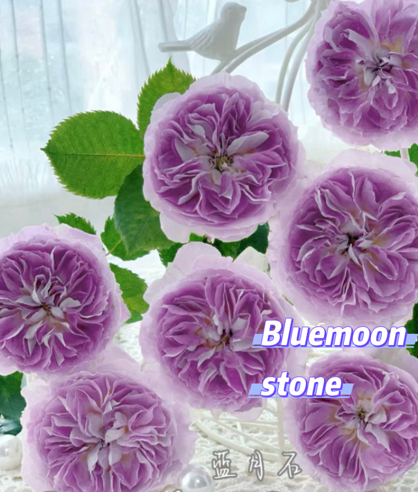 Blue moonstone Japanese rose