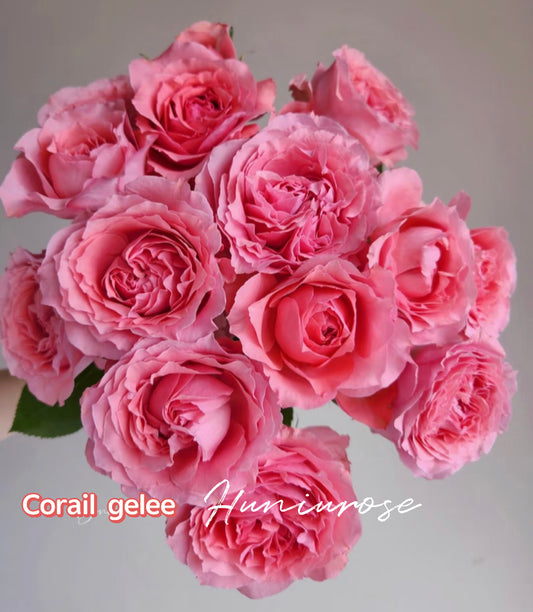 Corail gelee Japanese rose