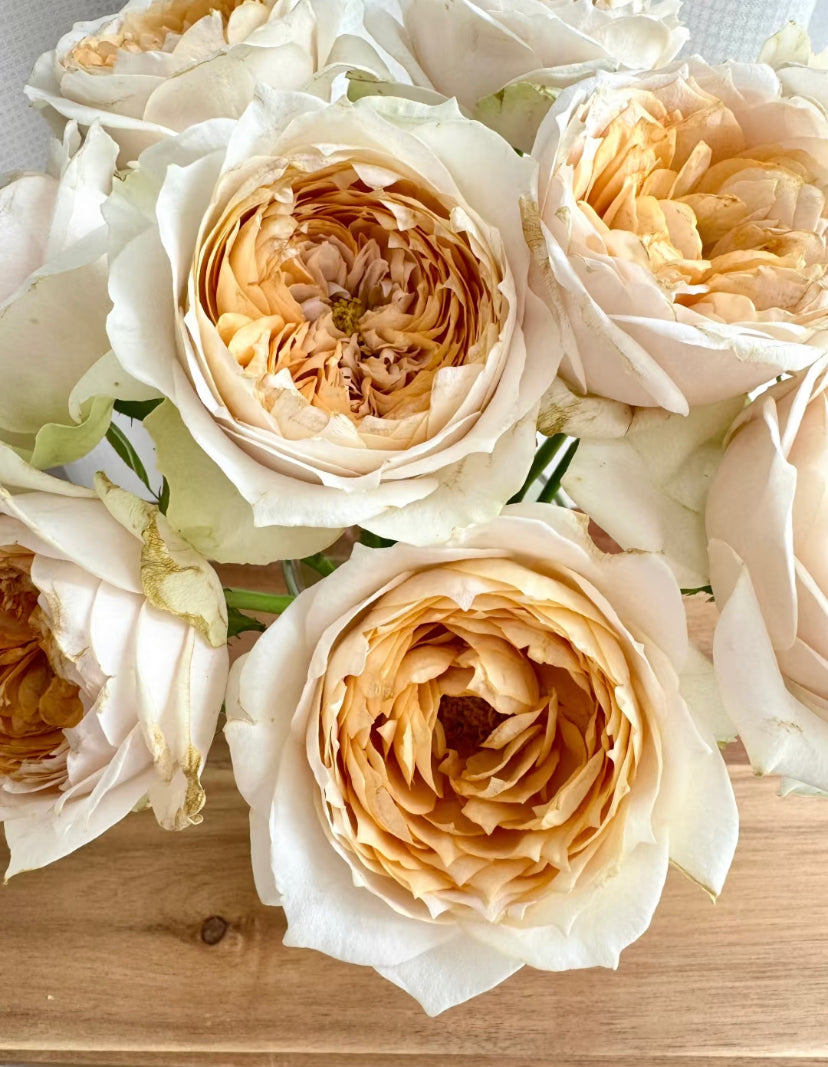 Wans cutting rose shade of Beige