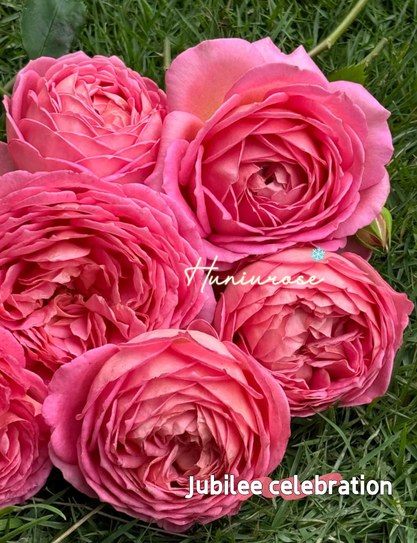 David Austin rose Jubilee celebrations
