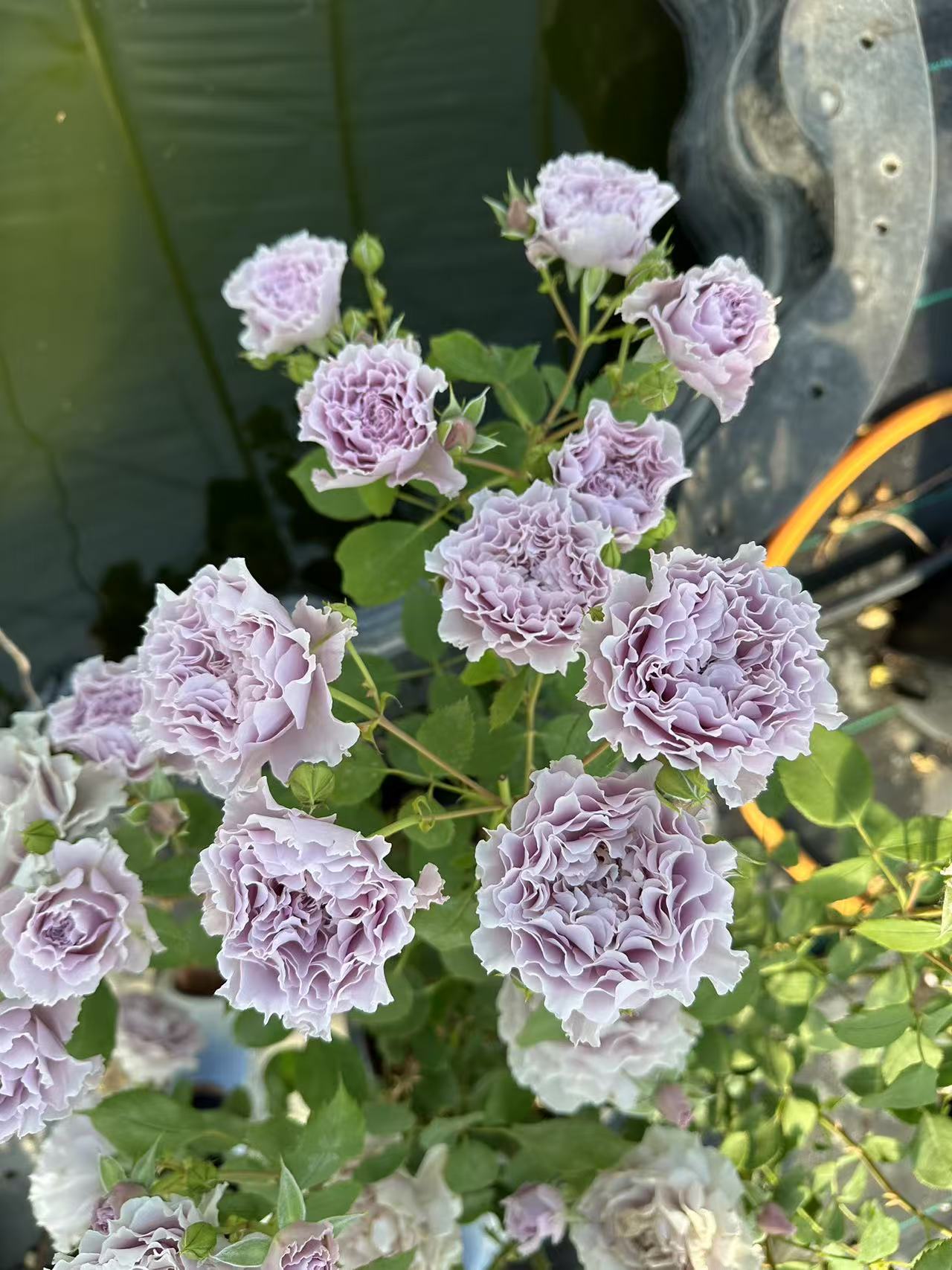 Supper Libellula Japanese rose