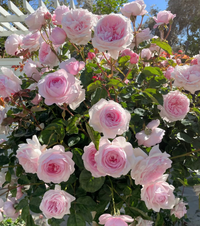 David Austin Olivia rose