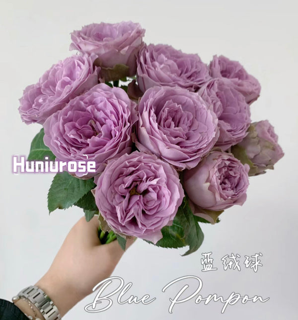 Thornless rose Germany Koders Blue pompon蓝色绒球 – Huniu Rose Garden