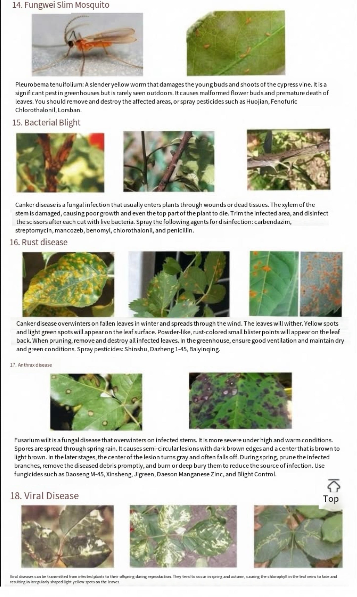 About rose disease and insect prevention