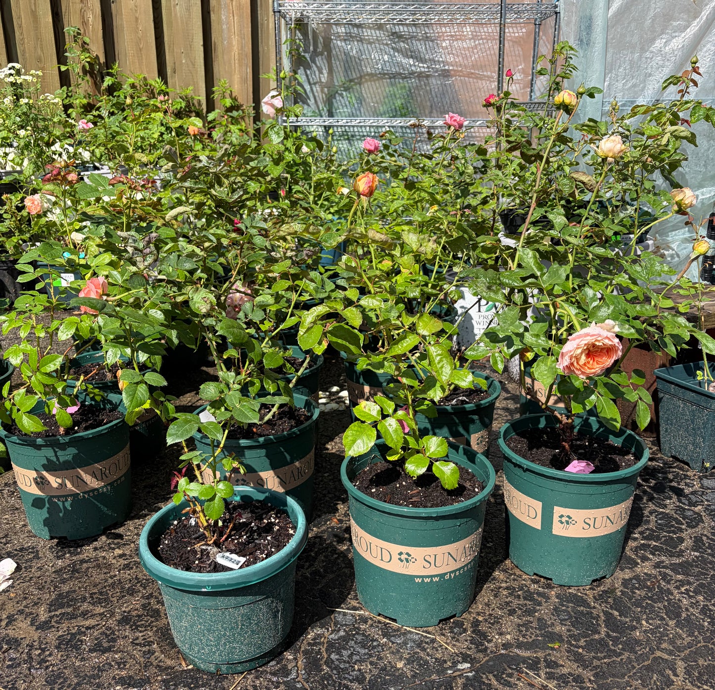 Hanxian Chinese climbing rose