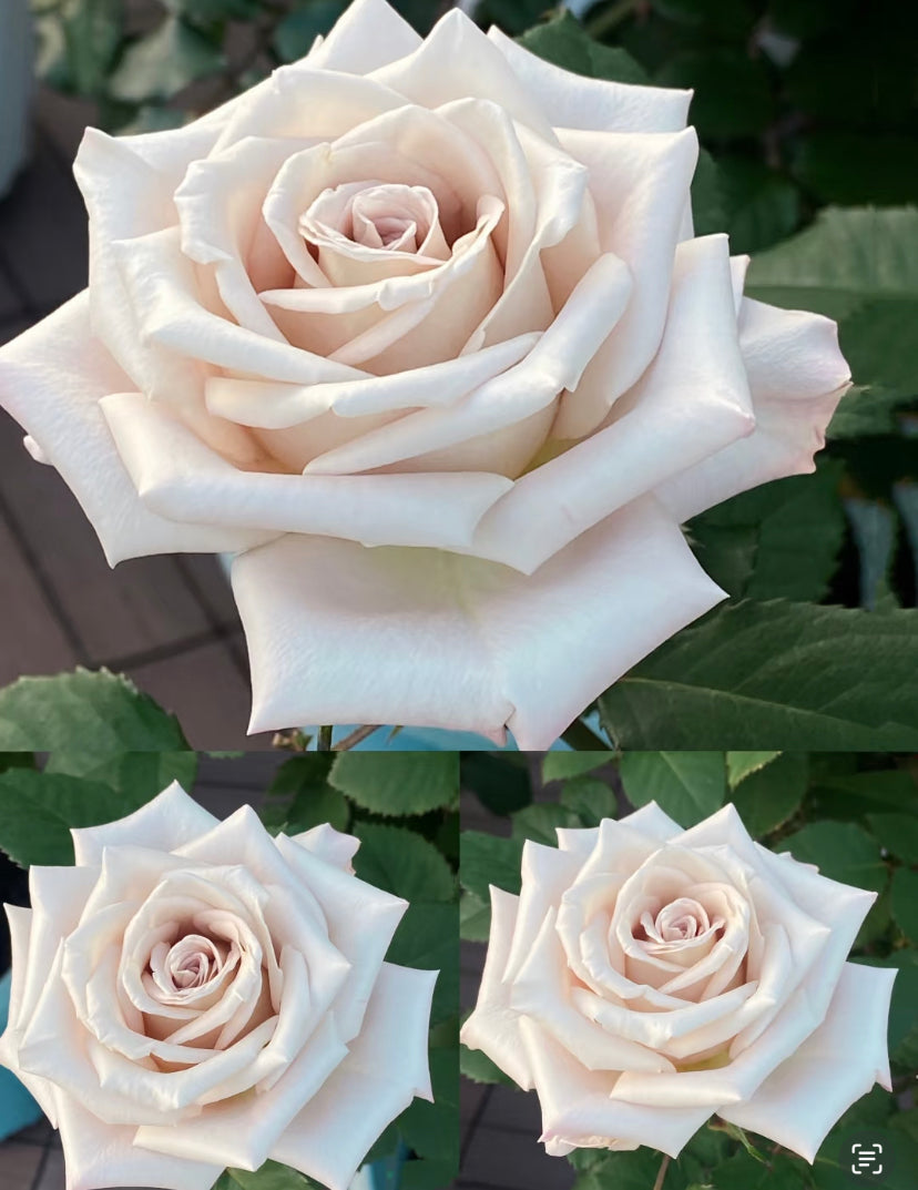 Menta cutting rose