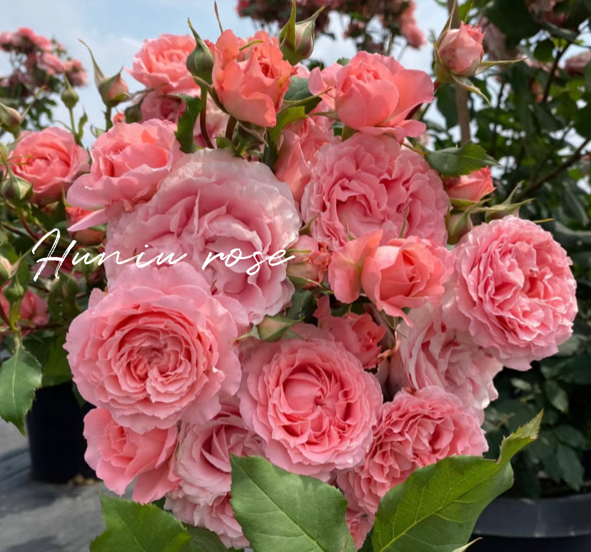 Corail gelee Japanese rose