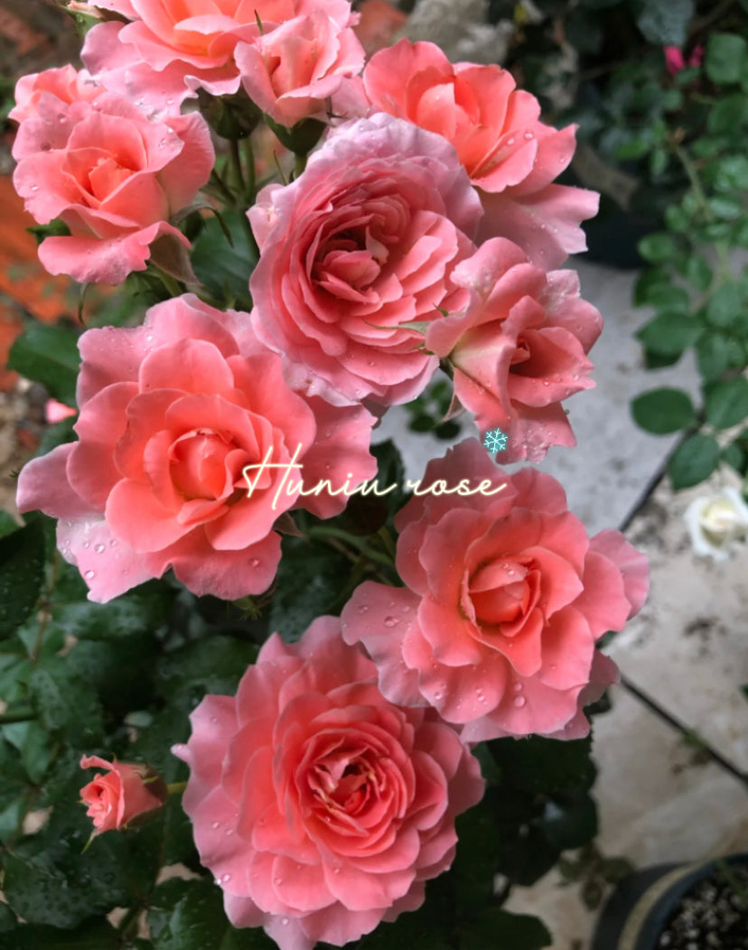 Balcony series Fragrance king terrazza rose